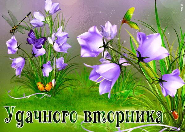 Поздравительная открытка с фиолетовыми колокольчиками и бабочками. Надпись: «Удачного вторника!». Красивое пожелание хорошего дня для WhatsApp и соцсетей. Анимированная открытка Вторник Красивое и яркое поздравительное изображение с нежными фиолетовыми колокольчиками и бабочками на фоне зеленой травы. На картинке нанесена надпись на русском языке «Удачного вторника». Идеально подходит для отправки в мессенджерах (WhatsApp, Viber) и социальных сетях в качестве доброго пожелания хорошего дня коллегам, друзьям и близким в этот вторник