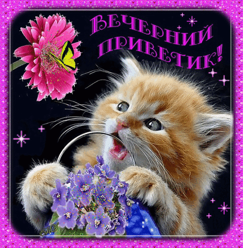 Милая открытка «Вечерний приветик!» с рыжим котенком, цветами и звездами. Яркое и доброе пожелание хорошего вечера для близких и друзей. Анимированная открытка Вечерний приветик Милая и яркая поздравительная открытка к вечеру. На изображении запечатлен очаровательный рыжий котенок с открытым ртом, который словно приветствует зрителя. Композиция дополнена красивыми розовыми цветами, нежными фиолетовыми цветами и сверкающими звездами на темном фоне. Сверху добавлена праздничная надпись на русском языке «Вечерний приветик!»