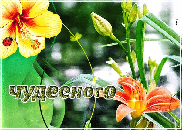 Красочная летняя картинка с желтыми цветами, божьей коровкой и блестящей надписью «ЧУДЕСНОГО». Идеально для поздравлений и создания позитивного настроения. Анимированная открытка Чудесного вторника! Яркая и солнечная композиция с изображением крупных желтых и оранжевых цветов (гибискуса и лилий) на фоне сочной зеленой листвы. На лепестке желтого цветка сидит маленькая красная божья коровка. На переднем плане расположен декоративный текст «ЧУДЕСНОГО» с золотистым блестящим эффектом