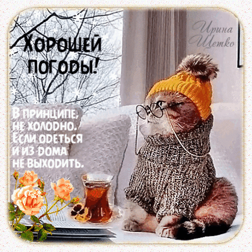 Уютная открытка с котом в шапке и свитере: «Хорошей погоды! Не холодно, если одеться и из дома не выходить». Милое зимнее пожелание уюта и тепла. Анимированная открытка Хорошей погоды! Уютная зимняя открытка с милым котом в очках, теплом оранжевом свитере и вязаной шапке с помпоном. Кот сидит в уютной домашней обстановке рядом с чашкой горячего чая. На картинке присутствует надпись на русском языке: «Хорошей погоды! В принципе, не холодно, если одеться и из дома не выходить». Изображение дополнено нежными розовыми розами и декоративными снежинками, создавая атмосферу тепла, комфорта и зимнего уюта