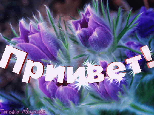 Приветственная открытка с фиолетовыми цветами и надписью «Привиет!». Нежное и яркое изображение для пожелания доброго дня и дружеского приветствия. Анимированная открытка Привет! сон трава Красивая и нежная открытка с изображением фиолетовых цветов (бутонов) в мягком фокусе. По центру расположена крупная надпись «Привиет!» белым цветом с эффектом объема и сияния