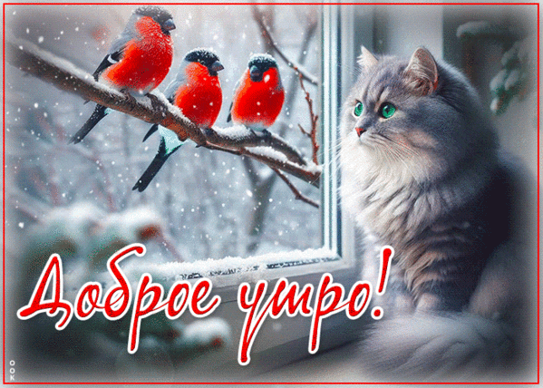 Зимняя открытка «Доброе утро!»: три снегиря на ветке и пушистый серый кот у окна. Уютное праздничное изображение для пожеланий. Анимированная открытка Доброе утро! Уютная зимняя открытка с надписью «Доброе утро!». На заснеженной ветке сидят три ярких снегиря, а у окна расположился пушистый серый кот с зелеными глазами Зимняя открытка «Доброе утро!»: три снегиря на ветке и пушистый серый кот у окна. Уютное праздничное изображение для пожеланий. Анимированная открытка Доброе утро! Уютная зимняя открытка с надписью «Доброе утро!». На заснеженной ветке сидят три ярких снегиря, а у окна расположился пушистый серый кот с зелеными глазами