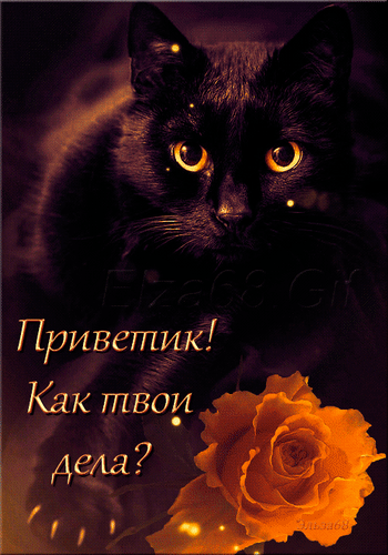 Душевная открытка с черным котом и оранжевой розой. Текст: Приветик! Как твои дела?. Красивое изображение для дружеского приветствия и поднятия настроения. Анимированная открытка Приветик! Как твои дела? Красивая и атмосферная открытка с изображением черного кота с выразительными золотистыми глазами. На переднем плане расположена пышная оранжевая роза. На картинке нанесен текст на русском языке: Приветик! Как твои дела?. Изображение выполнено в теплых, приглушенных тонах с эффектом мерцающих искорок, что создает уютное и дружелюбное настроение Душевная открытка с черным котом и оранжевой розой. Текст: Приветик! Как твои дела?. Красивое изображение для дружеского приветствия и поднятия настроения. Анимированная открытка Приветик! Как твои дела? Красивая и атмосферная открытка с изображением черного кота с выразительными золотистыми глазами. На переднем плане расположена пышная оранжевая роза. На картинке нанесен текст на русском языке: Приветик! Как твои дела?. Изображение выполнено в теплых, приглушенных тонах с эффектом мерцающих искорок, что создает уютное и дружелюбное настроение