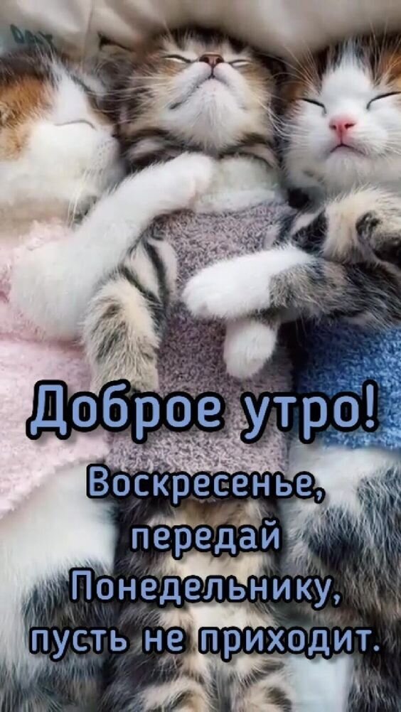 Милая открытка: три спящих котенка и надпись Доброе утро! Воскресенье, передай Понедельнику, пусть не приходит. Идеально для доброго утра и выходных! Открытка Воскресенье, передай понедельнику, пусть не приходит. Милая открытка с тремя спящими котятами в уютной одежде для доброго утра в воскресенье. На изображении надпись на русском языке: 