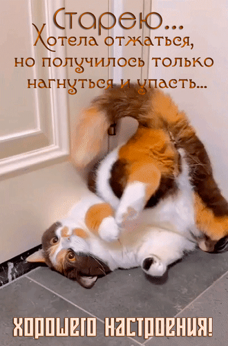 Смешной мем с котом: «Старею... Хотела отжаться, но получилось только нагнуться и упасть...». Забавная картинка для хорошего настроения! Анимированная открытка Хорошего настроения! Старею... Хотела отжаться, но получилось только нагнуться и упасть... Смешная картинка-мем с котом, который лежит на спине, демонстрируя комичную неуклюжесть. На изображении расположен юмористический текст на русском языке: «Старею... Хотела отжаться, но получилось только нагнуться и упасть... Хорошего настроения!». Идеально подходит для отправки друзьям в мессенджерах, публикации в социальных сетях или использования в качестве забавной открытки для поднятия настроения