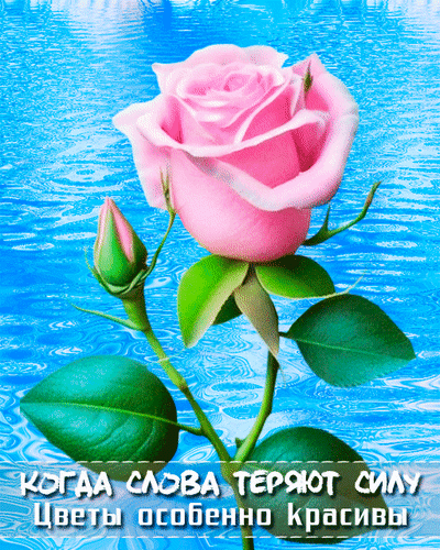 Розовая роза на фоне голубой воды с цитатой: «Когда слова теряют силу, цветы особенно красивы». Красивая открытка для души и соцсетей. Анимированная открытка Когда слова теряют силу цветы особенно красивы Красивая открытка с нежной розовой розой на фоне ярко-голубой воды. На изображении крупным планом изображен распустившийся цветок и бутон на зеленом стебле. В нижней части картинки расположен вдохновляющий текст на русском языке: «КОГДА СЛОВА ТЕРЯЮТ СИЛУ Цветы особенно красивы». Идеально подходит для отправки в мессенджерах, социальных сетях или использования в качестве эстетичного фона