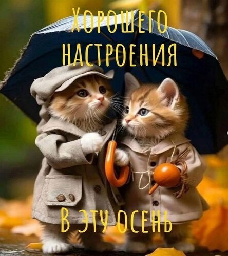 Два милых котенка в плащах под зонтом на фоне осенних листьев. Картинка с пожеланием «Хорошего настроения в эту осень» для уютного осеннего настроения. Открытка Хорошего настроения в эту осень Милая и уютная картинка с двумя очаровательными котятами, одетыми в маленькие осенние плащи. Котята стоят под зонтом на фоне золотой осенней листвы. На изображении наложен текст на русском языке: «Хорошего настроения в эту осень»