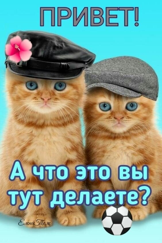 Забавное фото двух рыжих котят в кепках и фуражке с надписью «Привет! А что это вы тут делаете?». Милый мем для поднятия настроения и общения. Открытка Привет! А что вы делаете? Милая и забавная картинка с двумя рыжими котятами в головных уборах. Один котенок в черной фуражке с розовым цветком, другой — в серой кепке. На фоне ярко-голубого неба расположены надписи на русском языке: «ПРИВЕТ!» сверху и «А ЧТО ЭТО ВЫ ТУТ ДЕЛАЕТЕ?» снизу