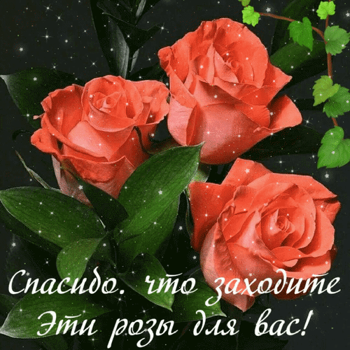Красивые красные розы со словами благодарности: «Спасибо, что заходите. Эти розы для вас!». Идеальная картинка-открытка для добрых пожеланий и соцсетей. Анимированная открытка Спасибо, что заходите! Эти розы для вас! Красивое изображение трех пышных красных роз на темном фоне с мерцающими искрами и зелеными листьями. На картинке нанесена приветственная надпись на русском языке: «Спасибо, что заходите. Эти розы для вас!». Изображение наполнено нежностью и теплом, идеально подходит для использования в качестве поздравительной открытки, пожелания доброго утра или выражения благодарности в социальных сетях