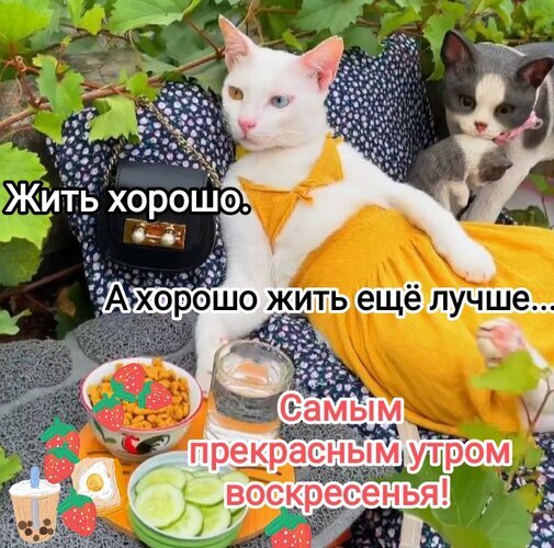 Милый мем с котом в желтом платье: «Жить хорошо. А хорошо жить еще лучше... Самым прекрасным утром воскресенья!» Пожелание уютного и доброго утра. Открытка С добрым утром воскресенья. Жить хорошо. А хорошо жить еще лучше. Забавный и уютный мем с белым котом, который отдыхает в желтом платье, как человек. Рядом с котом находится серый котенок, тарелка с едой и напитки. На картинке наложен текст на русском языке: «Жить хорошо. А хорошо жить еще лучше... Самым прекрасным утром воскресенья!». Изображение передает атмосферу расслабленного воскресного утра, комфорта и позитивного настроения