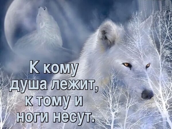 Белый волк под луной с философской цитатой: «К кому душа лежит, к тому и ноги несут». Эстетичная картинка с глубоким смыслом о душе и выборе пути. Открытка К кому душа лежит, к тому и ноги несут. Художественное изображение белого волка на фоне зимнего леса и полной луны с глубокой философской цитатой на русском языке: «К кому душа лежит, к тому и ноги несут». Иллюстрация передает атмосферу мистики, духовного поиска и эмоциональной привязанности