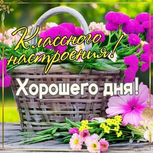 Поздравительная открытка с корзиной розовых цветов и надписью «Классного настроения! Хорошего дня!». Яркое изображение для пожелания позитива и доброго дня. Открытка Хорошего дня! Красивая поздравительная открытка с корзиной ярких розовых цветов. На изображении крупным шрифтом на русском языке написано: «Классного настроения! Хорошего дня!». Композиция дополнена нежными цветами на переднем плане и солнечным зеленым фоном, что создает атмосферу радости, тепла и позитива