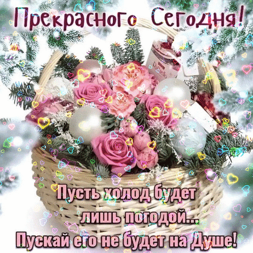 Праздничная открытка с розовыми розами и еловыми ветками. Текст: «Прекрасного Сегодня! Пусть холод будет лишь погодой... Пусть его не будет на Душе!» Анимированная открытка Прекрасного сегодня Красивая праздничная открытка с корзиной розовых роз, заснеженными еловыми ветками и серебристыми шарами. На изображении размещен вдохновляющий текст на русском языке: 