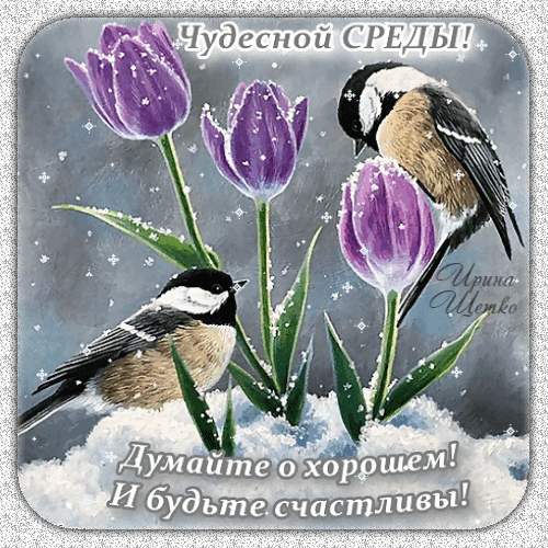 Поздравительная открытка «Чудесной среды!» с птичками, фиолетовыми тюльпанами и снегом. Мотивирующая надпись: «Думайте о хорошем! И будьте счастливы!» Анимированная открытка Чудесной среды! Чудесной Среды! Думайте о хорошем! И будьте счастливы! Красочная поздравительная открытка с изображением двух милых птичек (синиц) среди фиолетовых тюльпанов и пушистого белого снега. На картинке присутствуют надписи на русском языке: «Чудесной СРЕДЫ!» в верхней части и вдохновляющая цитата «Думайте о хорошем! И будьте счастливы!» в нижней части. Изображение выполнено в нежной художественной манере, создавая уютное и позитивное зимнее настроение