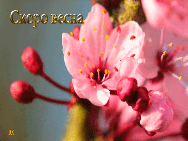 Розовые цветы и бутоны с надписью «Скоро весна». Нежное макрофото цветения, символизирующее приход весны и пробуждение природы. Анимированная открытка Скоро весна! Красочное макрофотография нежно-розовых цветов вишни или сливы на фоне размытой зелени. На переднем плане детально изображены распустившиеся лепестки и бутоны, символизирующие пробуждение природы. В левом верхнем углу расположена золотистая надпись на русском языке «Скоро весна» Розовые цветы и бутоны с надписью «Скоро весна». Нежное макрофото цветения, символизирующее приход весны и пробуждение природы. Анимированная открытка Скоро весна! Красочное макрофотография нежно-розовых цветов вишни или сливы на фоне размытой зелени. На переднем плане детально изображены распустившиеся лепестки и бутоны, символизирующие пробуждение природы. В левом верхнем углу расположена золотистая надпись на русском языке «Скоро весна»