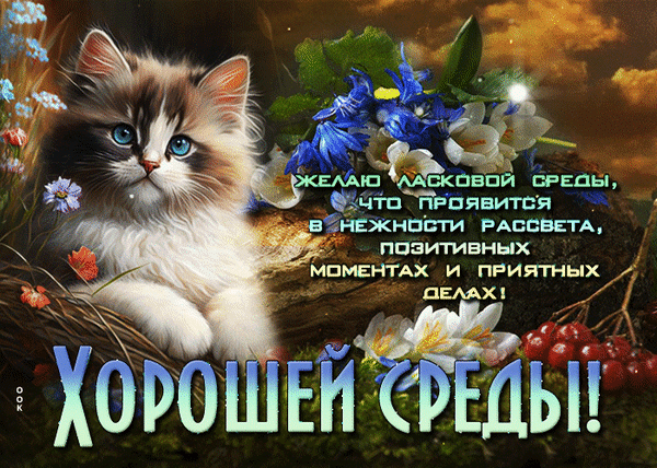 Милый котенок и цветы с пожеланием хорошей среды. Красочная открытка для отправки друзьям и близким в мессенджерах и соцсетях. Анимированная открытка Желаю ласковой среды, что проявится в нежности рассвета Красочное поздравительное изображение с милым пушистым котенком голубых глаз в окружении ярких синих и белых цветов. На картинке размещен текст на русском языке: 