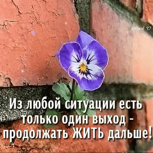 Мотивирующая картинка с фиалкой и цитатой: «Из любой ситуации есть только один выход — продолжать ЖИТЬ дальше!». Вдохновение и поддержка на каждый день. Анимированная открытка Из любой ситуации есть только один выход-продолжать жить дальше! Красивое вдохновляющее изображение с фиолетовым цветком фиалки, растущим на фоне кирпичной стены. На картинке размещена мотивирующая цитата на русском языке: 