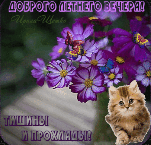 Летняя открытка «Доброго летнего вечера! Тишины и прохлады!» с фиолетовыми цветами, бабочками и милым рыжим котенком. Идеально для пожелания доброго вечера. Анимированная открытка Добрый вечер! Красивая поздравительная открытка с надписью «Доброго летнего вечера! Тишины и прохлады!». На изображении представлен нежный букет фиолетовых цветов (космеи) с яркими бабочками и очаровательный рыжий котенок в нижнем правом углу Летняя открытка «Доброго летнего вечера! Тишины и прохлады!» с фиолетовыми цветами, бабочками и милым рыжим котенком. Идеально для пожелания доброго вечера. Анимированная открытка Добрый вечер! Красивая поздравительная открытка с надписью «Доброго летнего вечера! Тишины и прохлады!». На изображении представлен нежный букет фиолетовых цветов (космеи) с яркими бабочками и очаровательный рыжий котенок в нижнем правом углу