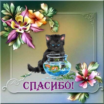 Милая открытка с черным котенком в вазе и цветами. Красивое изображение с надписью «СПАСИБО!» для выражения благодарности друзьям и близким. Открытка Спасибо! Красивая поздравительная открытка с милым черным котенком с голубыми глазами. На изображении представлен котенок, выглядывающий из стеклянной вазы с водой, украшенной цветами. Композицию дополняют пышные нежные цветы розовых и желтых оттенков, изысканная серебристая рамка и декоративная надпись «СПАСИБО!» фиолетовым шрифтом