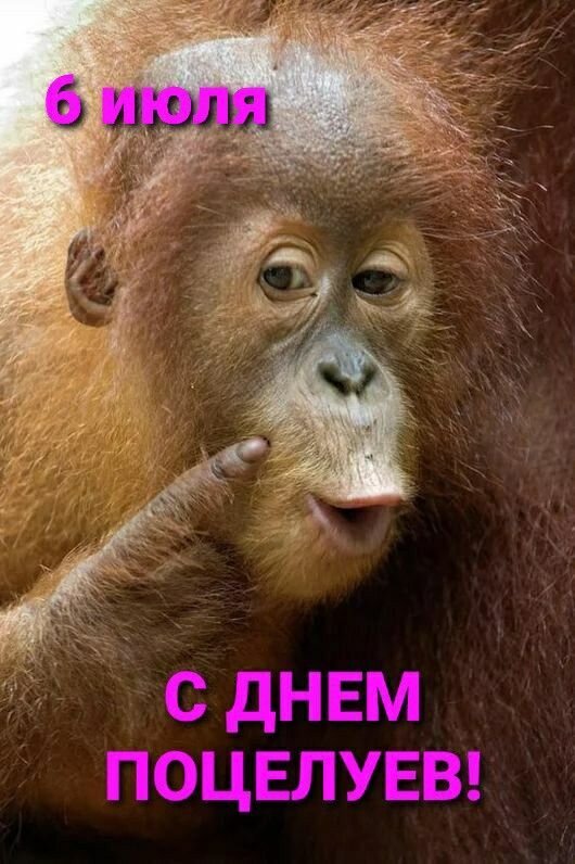 Забавная открытка с орангутангом на 6 июля: «С Днем поцелуев!». Милое поздравление для близких и друзей в картинках. Открытка 6 Июля. С Днем поцелуев! Милая и забавная открытка с изображением рыжего орангутанга, который забавно прижимает палец к губам. На картинке расположены надписи на русском языке: «6 июля» сверху и «С ДНЕМ ПОЦЕЛУЕВ!» снизу