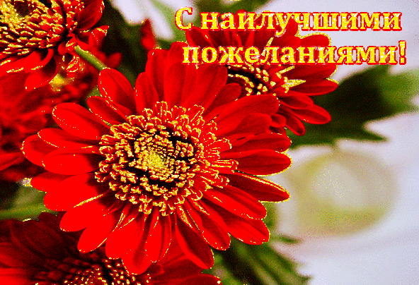 Красочная праздничная открытка с красными цветами и золотой надписью «С наилучшими пожеланиями!». Идеально для поздравлений и добрых пожеланий. Анимированная открытка С наилучшими пожеланиями! Красивая открытка с ярко-красными цветами (хризантемами или герберами) и золотистой надписью на русском языке «С наилучшими пожеланиями!». Изображение наполнено праздничным настроением, идеально подходит для использования в качестве цифровой поздравительной открытки для отправки друзьям, близким и коллегам в мессенджерах или социальных сетях