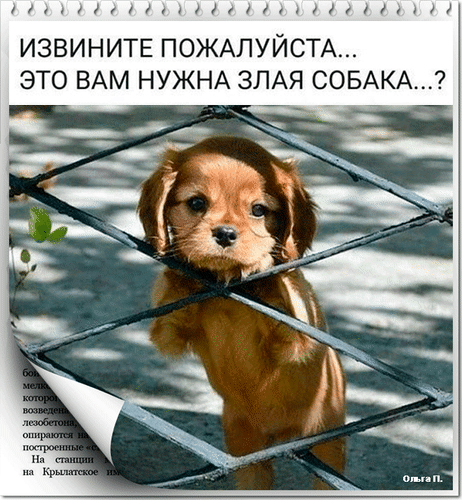 Милый щенок за решеткой с надписью: Извините пожалуйста... это вам нужна злая собака...? Смешной мем с очаровательным щенком для поднятия настроения. Анимированная открытка Извините пожалуйста это вам нужна злая собака? Милое и трогательное изображение щенка коричневого цвета, который смотрит сквозь сетку забора. На картинке расположен текст на русском языке: 