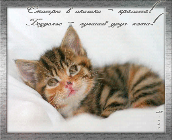 Милый рыжий котенок с цитатой о красоте и безделье. Уютная картинка для любителей кошек и милых открыток. Анимированная открытка Смотрю в окошко-красота, безделье-лучший друг кота Милое изображение рыжего полосатого котенка, отдыхающего на белом фоне. На картинке размещен текст на русском языке курсивом: «Смотря в окошко — красота! Безделье — лучший друг кота!». Изображение передает атмосферу уюта, нежности и безмятежного отдыха домашнего питомца