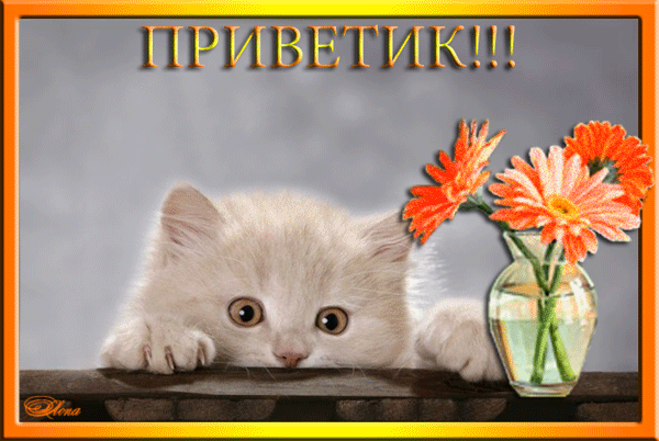 Милая открытка с белым котенком и оранжевыми цветами. Золотая надпись «ПРИВЕТИК!!!» на уютном фоне. Идеально для дружеского приветствия и позитива! Анимированная открытка Приветик! Милая открытка с пушистым белым котенком, который выглядывает из-за края. Рядом с котенком стоит стеклянная ваза с яркими оранжевыми герберами. На верхнем плане золотистыми буквами написано приветствие «ПРИВЕТИК!!!». Изображение оформлено в теплую золотистую рамку, создавая уютную и позитивную атмосферу