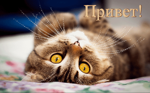 Милая открытка с полосатым котом и надписью «Привет!». Забавное изображение с крупными желтыми глазами для поднятия настроения и дружеских сообщений. Анимированная открытка Привет! Красивый кот? Милое и забавное изображение пушистого полосатого кота, который лежит на спине и смотрит прямо в камеру. На картинке крупным золотистым шрифтом написано приветствие «Привет!». Кот обладает выразительными желтыми глазами и длинными белыми усами