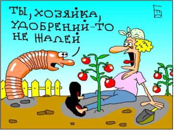 Смешной комикс про садовода и вредителя. Надпись: «Ты, хозяйка, удобрений-то не жалей». Юмористическая иллюстрация для любителей дачи и огорода. Открытка Удобрений не жалей Юмористическая иллюстрация в стиле комикса, на которой изображен крупный вредитель (гусеница или червь), разговаривающий с садоводом. На картинке женщина в саду у куста помидоров с лопаткой, а на фоне — забор и голубое небо. Надпись на русском языке гласит: «Ты, хозяйка, удобрений-то не жалей»