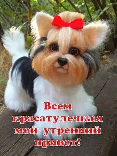 Милый щенок йорка с красным бантом и надписью Всем красатулечкам мой утренний привет!. Добрая открытка для хорошего настроения и утренних пожеланий. Открытка Всем красатулечкам мой утренний привет! Милое изображение маленького пушистого щенка породы йоркширский терьер с красным бантом на голове. Щенок имеет светлую мордочку, черную спинку и белый живот. На картинке размещен текст на русском языке: 