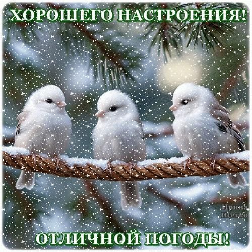 Зимняя открытка с тремя пушистыми птичками и надписью: «Хорошего настроения! Отличной погоды!». Милое пожелание тепла и позитива в зимний день. Анимированная открытка Хорошего настроения! Красивая зимняя открытка с тремя милыми пушистыми птичками, сидящими на ветке под падающим снегом. На изображении нанесена добрая надпись на русском языке: «ХОРОШЕГО НАСТРОЕНИЯ! отличной погоды!». Атмосферная картинка в зимнем стиле, идеально подходящая для пожелания тепла, уюта и позитива в холодный зимний день