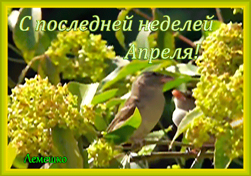 Поздравление «С последней неделей Апреля!» на фоне весенней зелени и цветущих растений с маленькими птичками. Весенняя открытка для соцсетей. Анимированная открытка С последней неделей Апреля! Красочное поздравительное изображение с надписью на русском языке «С последней неделей Апреля!». На фоне пышной зеленой листвы и цветущих кустарников запечатлены две маленькие птички. Атмосфера весеннего пробуждения природы, тепла и солнечного света