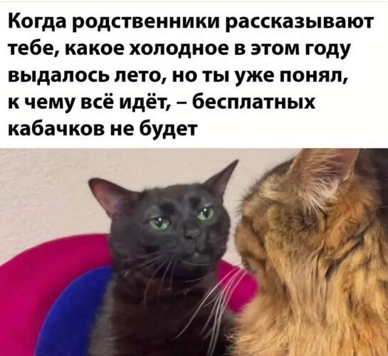 Смешной мем про котов и холодное лето: «Когда родственники жалуются на погоду, но ты понимаешь, что бесплатных кабачков не будет». Открытка Бесплатных кабачков не будет Юмористический мем с двумя котами. На переднем плане черный кот с выразительным, слегка скептическим и понимающим взглядом смотрит на рыжего кота. Текст на картинке гласит: «Когда родственники рассказывают тебе, какое холодное в этом году выдалось лето, но ты уже понял, к чему все идет – бесплатных кабачков не будет»