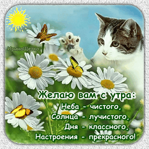Доброе утреннее пожелание: милый котик, ромашки и бабочки. Текст: Желаю вам неба чистого, солнца лучистого, дня классного и настроения прекрасного! Анимированная открытка Доброе утро! Неба чистого, Солнца лучистого, Дня классного, Настроения прекрасного! Красивая поздравительная открытка с милым пятнистым котиком, нежными белыми ромашками и яркими бабочками под лучами солнца. На картинке размещен текст на русском языке: 