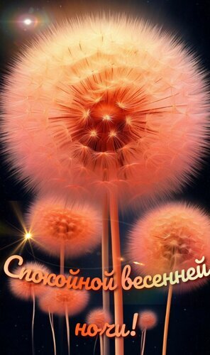Поздравительная открытка «Спокойной весенней ночи!» с нежными розовыми одуванчиками и мягким свечением. Идеально для пожелания доброй ночи в мессенджерах. Открытка Спокойной весенней ночи! Красивая и уютная поздравительная открытка с изображением пушистых одуванчиков в теплых розово-оранжевых тонах на темном фоне. На картинке видна надпись на русском языке: 