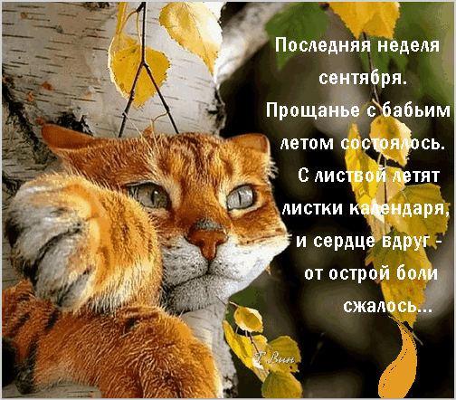 Милый рыжий кот и золотые листья на фоне текста о прощании с бабьим летом. Уютная осенняя открытка с меланхоличным настроением и словами о сентябре. Анимированная открытка Последняя неделя сентября. Уютная осенняя картинка с изображением милого рыжего кота, прижимающегося к дереву. На фоне золотых березовых листьев размещен меланхоличный текст на русском языке о последней неделе сентября и прощании с бабьим летом. Изображение передает атмосферу осенней грусти, тепла и ностальгии