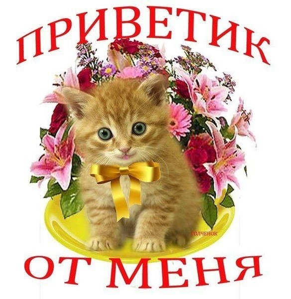 Милая открытка: рыжий котенок с золотым бантом и букет цветов. Надпись «Приветик от меня». Позитивная картинка для дружеского приветствия и настроения! Открытка Приветик от меня Милая открытка с рыжим котенком, украшенным золотистым бантом, на фоне пышного букета розовых лилий и цветов. На изображении надпись красным шрифтом «ПРИВЕТИК ОТ МЕНЯ». Идеально подходит для отправки в мессенджерах и социальных сетях, чтобы пожелать доброго утра, хорошего дня или просто отправить дружеское приветствие