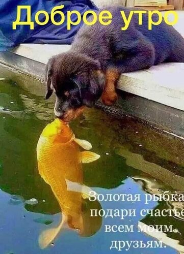 Доброе утро! Милая картинка с щенком и золотой рыбкой: пожелание счастья и хорошего настроения для всех друзей. Открытка Доброе утро Золотая рыбка подари счастье всем моим друзьям. Милое и позитивное изображение для пожелания доброго утра. На картинке запечатлен трогательный момент: щенок с любопытством тянется к золотой рыбке, которая выпрыгивает из воды. Надпись на русском языке гласит: 