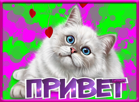 Милый белый котенок с голубыми глазами на ярком фоне с сердечками и надписью «ПРИВЕТ». Идеальная картинка для открытки или милого сообщения! Анимированная открытка Привет Милое и очаровательное изображение пушистого белого котенка с большими голубыми глазами на ярком фоне в розовых и зеленых тонах с сердечками. В нижней части картинки расположена стильная надпись «ПРИВЕТ» крупным шрифтом