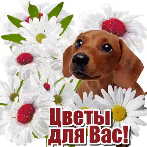 Милый щенок таксы среди белых ромашек с надписью «Цветы для Вас!». Идеальная картинка для поздравлений, открыток и пожеланий нежности и радости. Анимированная открытка Цветы для вас! Милое изображение с очаровательным щенком таксы, окруженным пышными белыми ромашками с яркими красными и желтыми сердцевинами. На переднем плане расположена стильная надпись на русском языке «Цветы для Вас!», выполненная в белом цвете с темно-коричневой обводкой
