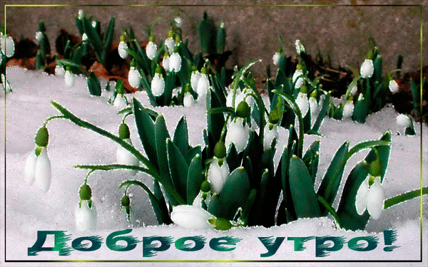Красивая открытка «Доброе утро!» с нежными подснежниками, пробивающимися сквозь снег. Идеальное весеннее пожелание для соцсетей и мессенджеров. Анимированная открытка Доброе утро! Живописное изображение весенних первоцветов: нежные белые подснежники пробиваются сквозь свежий белый снег. На переднем плане крупным планом показаны изящные колокольчатые цветы с зелеными стеблями, символизирующие пробуждение природы и приход весны. В нижней части изображения расположена красивая надпись на русском языке «Доброе утро!», что делает эту картинку идеальной для поздравительной открытки или пожелания доброго утра в мессенджерах и социальных сетях