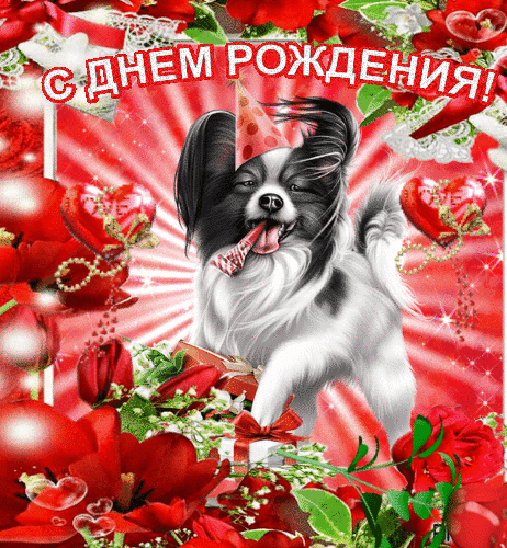Праздничная открытка «С днем рождения!» с милым папильона в колпаке, красными розами и сердцами. Яркое поздравление для близких и друзей. Анимированная открытка С днем рождения! Яркая и праздничная поздравительная открытка к дню рождения с изображением очаровательной собаки породы папильон. На картинке милый щенок в праздничном колпаке с языком набок, окруженный пышными красными розами, блестящими сердцами и праздничными лентами. Сверху нанесена крупная надпись на русском языке «С днем рождения!». Изображение выполнено в насыщенных красных и розовых тонах с эффектом сияния и лучей, что создает атмосферу радости и торжества Праздничная открытка «С днем рождения!» с милым папильона в колпаке, красными розами и сердцами. Яркое поздравление для близких и друзей. Анимированная открытка С днем рождения! Яркая и праздничная поздравительная открытка к дню рождения с изображением очаровательной собаки породы папильон. На картинке милый щенок в праздничном колпаке с языком набок, окруженный пышными красными розами, блестящими сердцами и праздничными лентами. Сверху нанесена крупная надпись на русском языке «С днем рождения!». Изображение выполнено в насыщенных красных и розовых тонах с эффектом сияния и лучей, что создает атмосферу радости и торжества