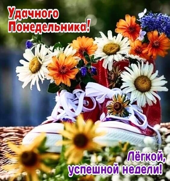 Яркая открытка с пожеланием удачного понедельника и легкой недели. Красивый букет цветов в красных кедах для позитивного настроения в соцсетях. Открытка Удачного понедельника! Легкой недели! Красочное поздравительное изображение для создания позитивного настроения в начале недели. На картинке представлен яркий букет из белых и оранжевых гербер, стильно вписанный в красные кеды с белыми шнурками. Фон размыт, что акцентирует внимание на цветах и обуви. Сверху расположена надпись на русском языке «Удачного Понедельника!», а снизу — пожелание «Легкой, успешной недели!». Идеально подходит для рассылки в мессенджерах, публикации в социальных сетях (Instagram, VK, OK) и в качестве открытки для пожелания хорошего начала рабочей недели друзьям и коллегам