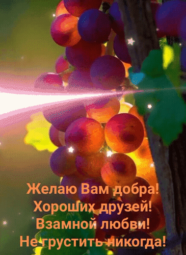 Красивая открытка с виноградом и пожеланиями добра, хороших друзей, взаимной любви и радости. Идеально для душевного поздравления близких. Анимированная открытка Желаю вам добра! Хороших друзей, взаимной любви, не грустить никогда! Красивое и вдохновляющее поздравительное изображение с сочными гроздьями винограда в теплых золотистых тонах. На картинке размещен добрый текст на русском языке: Желаю Вам добра! Хороших друзей! Взаимной любви! Не грустить никогда!