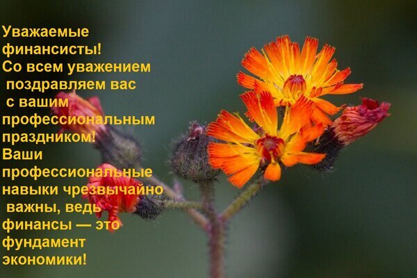 Поздравительная открытка для финансистов с текстом о важности их профессии и красивыми оранжевыми цветами. Идеально для профессионального праздника. Открытка Уважаемые финансисты! Со всем уважением поздравляем вас с вашим профессиональным праздником! Поздравительная открытка для финансистов с красивым изображением ярко-оранжевых цветов на размытом фоне