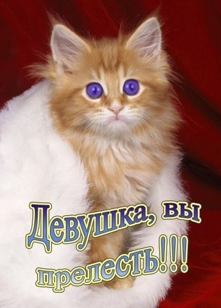 Милый рыжий котенок с синими глазами и надписью «Девушка, вы прелесть!!!». Идеальная открытка-комплимент для женщин и подруг в соцсетях. Открытка Девушка, вы прелесть! Милое и очаровательное изображение пушистого рыжего котенка с большими синими глазами. Котенок уютно устроился в белом меху на фоне красного бархата. На картинке расположен вдохновляющий текст на русском языке: Девушка, вы прелесть!!!