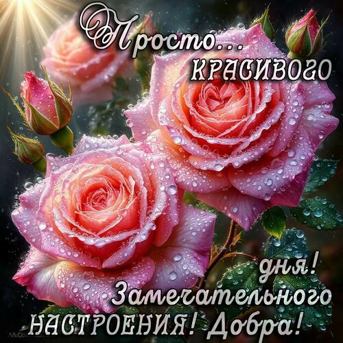 Красивые розовые розы с каплями росы и пожеланием: «Просто... КРАСИВОГО дня! Замечательного настроения! Добра!» — идеальная открытка для доброго утра. Открытка Добрый день Красивое поздравительное изображение с нежными розовыми розами, покрытыми каплями росы. На картинке расположена вдохновляющая надпись на русском языке: Просто... КРАСИВОГО дня! Замечательного настроения! Добра!