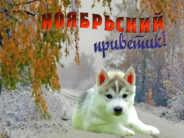 Милый щенок хаски на фоне осенних деревьев с надписью «Ноябрьский приветик!». Красивая картинка для осеннего настроения и поздравлений. Анимированная открытка Ноябрьский привет! Красочное осеннее изображение с милым щенком хаски в центре композиции. На фоне видны деревья с золотистой и рыжей листвой, создающие уютную атмосферу ноября. На картинке присутствует стильная надпись на русском языке: «Ноябрьский приветик!», выполненная объемным красным и синим шрифтами