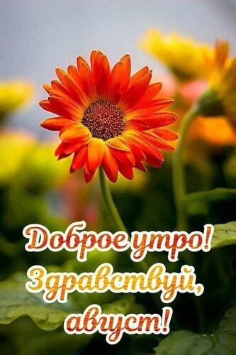 Открытка «Доброе утро! Здравствуй, август!» с ярким оранжевым цветком. Красивое летнее пожелание для соцсетей и мессенджеров. Открытка Доброе утро! Здравствуй август! Красивая открытка с изображением яркого оранжевого цветка герберы крупным планом. На фоне — мягкое размытие зеленой листвы и солнечных бликов. На картинке расположен праздничный текст на русском языке белым шрифтом с контуром: «Доброе утро! Здравствуй, август!». Изображение передает атмосферу теплого летнего утра, радости и начала нового месяца